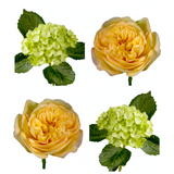 6 stem Mandarin Garden Rose Bouquet