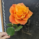 Free Spirit Garden Rose bouquet