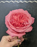 6 stem Pink Expression Garden Rose Bouquet